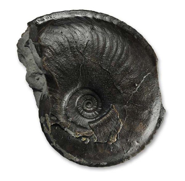 Oxynoticeras simpsoni, 3.5 cm