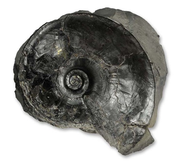 Oxynoticeras simpsoni, 9 cm