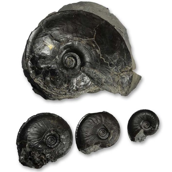 Oxynoticeras simpsoni, 9 / 5 / 3.5 / 2.5 cm