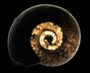 Psiloceras erugatum, 3 cm