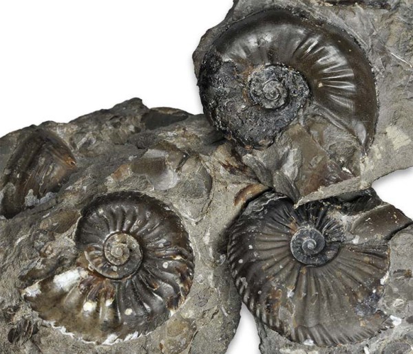 Comparison of small Amaltheus : A. bifurcus (left), A. wertheri (top), A. stokesi (right), all approx. 2.5-3 cm