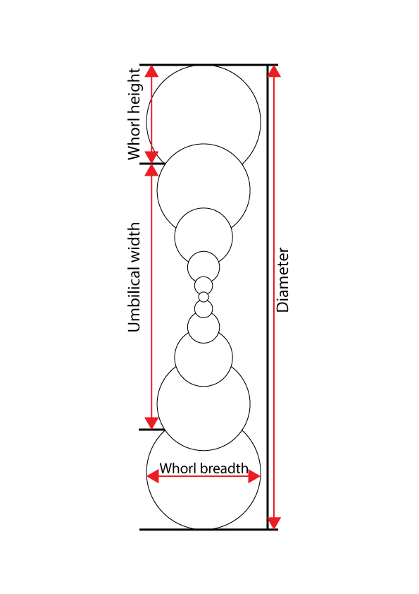 Ammonite measurements