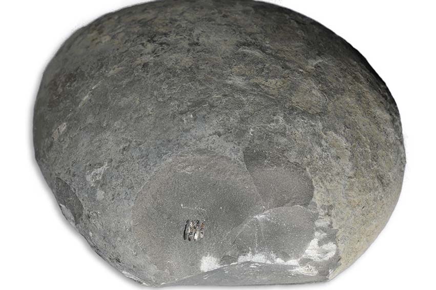 A large 15 cm nodule with a Dactylioceras cf. tenuicostatum lurking just under the surface...