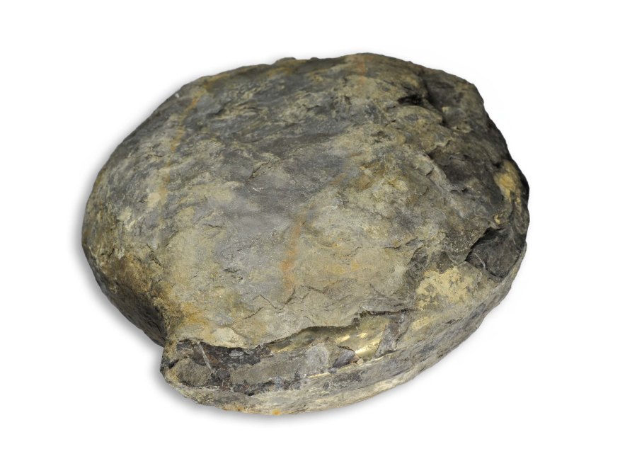 A large 20 cm nodule with a complete Hildaites sp just showing its aperture...