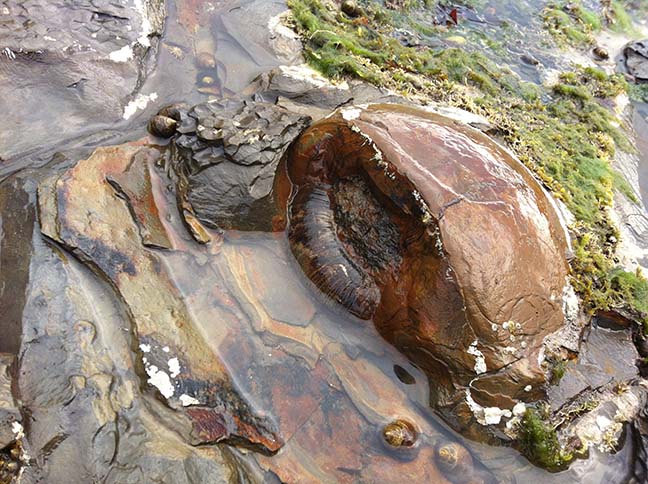 A very marine picture of a large 20 cm nodule with a lower lias Lytoceras sp.