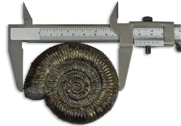 Measuring an ammonite with a pair of callipers