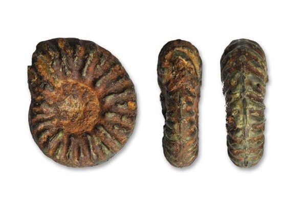 Phymatoceras rude, 1.4 cm