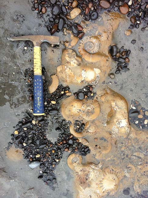 A nest of Pleuroceras sp, hammer for size, unsalvagable, left behind