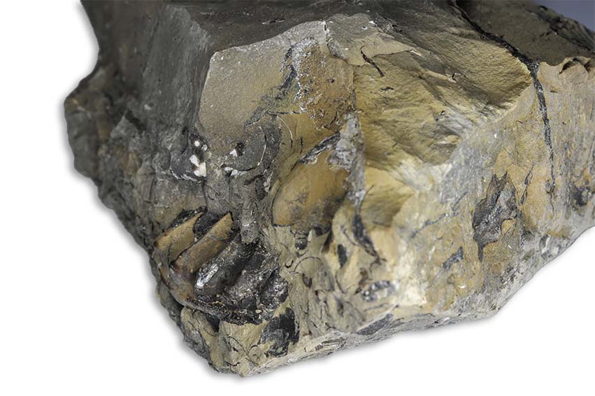 And yes, there´s more of the approx 10 cm Pleuroceras in the rock...