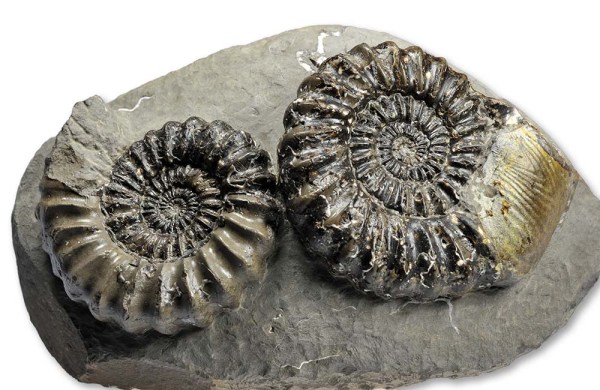 Androgynoceras lataecosta, 6 & 7 cm, with Goniomya bivalve