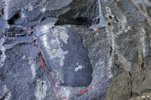 Apytchus inner mould, 10 x 7 mm