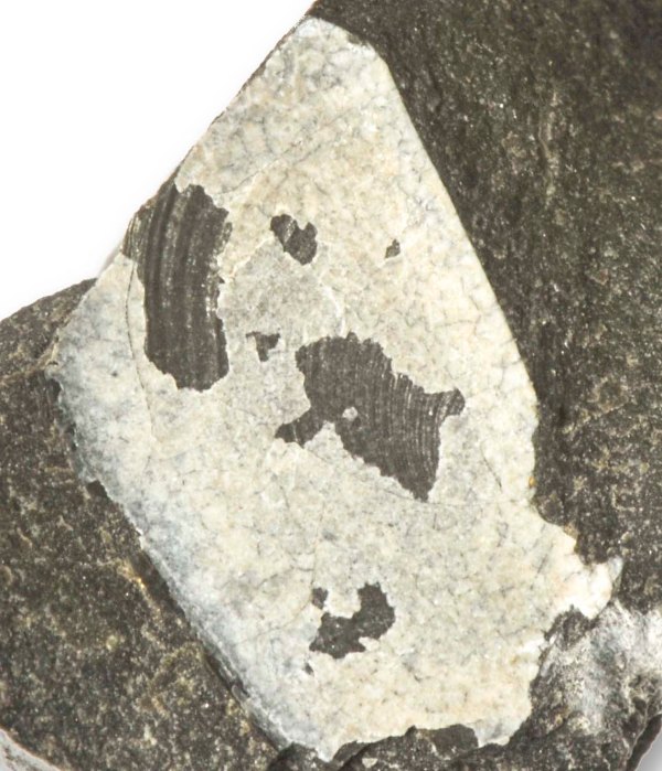 Apytchus shell, 9 x 7 mm