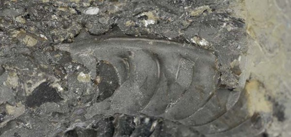 Arnioceras acuticarinatum, keel view