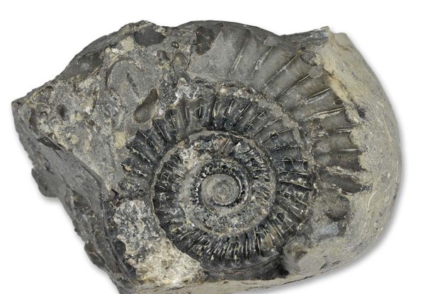 Arnioceras acuticarinatum, 4 cm, Robin Hoods Bay