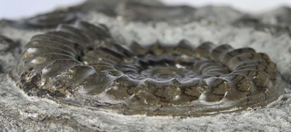 Arnioceras falcaries, keel view