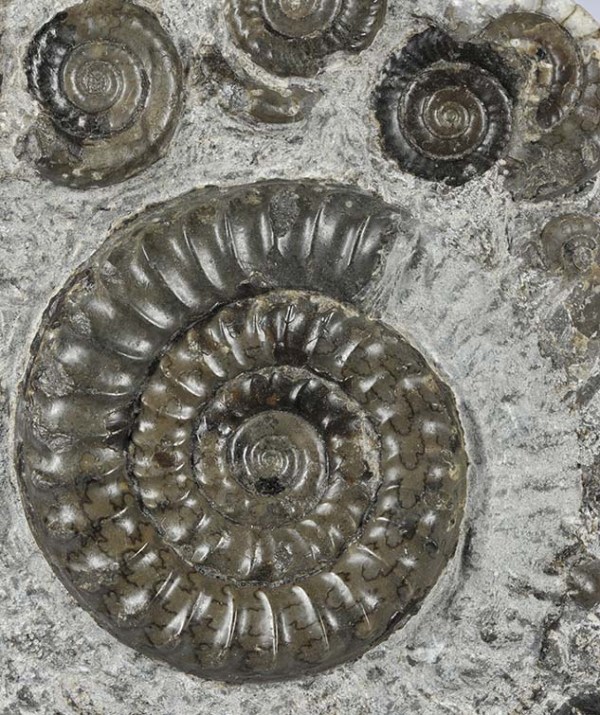 Arnioceras falcaries, 4.5 cm, Robin Hoods Bay