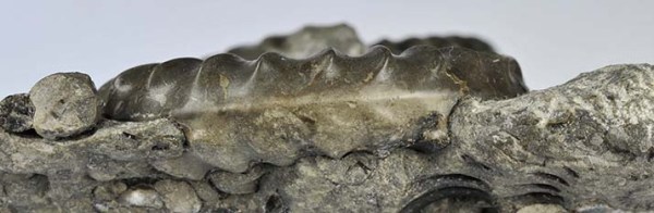 Arnioceras kridioides, keel view