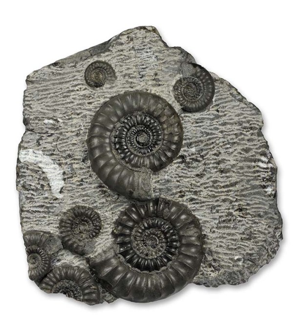 Arnioceras kridioides, 3.5 & 4 cm, Holderness Coast