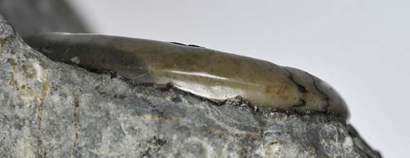 Arnioceras miserabile, keel view