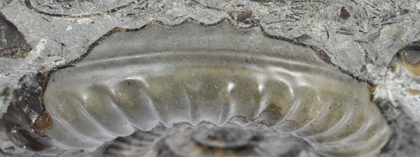 Arnioceras semicostatum, keel view