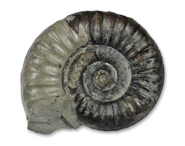 Arnioceras semicostatum, 3.5 cm, Robin Hoods Bay