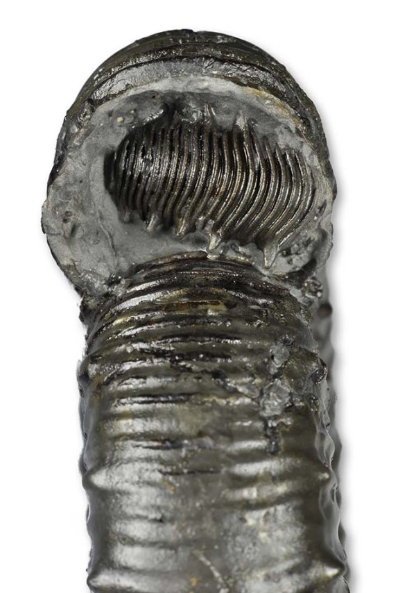 Aperture of the Catacoeloceras, with another small Catacoeloceras fragment inside