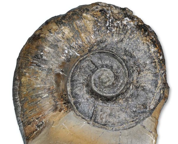 Lytoceras fimbriatum, 12 cm, with inner whorl :)