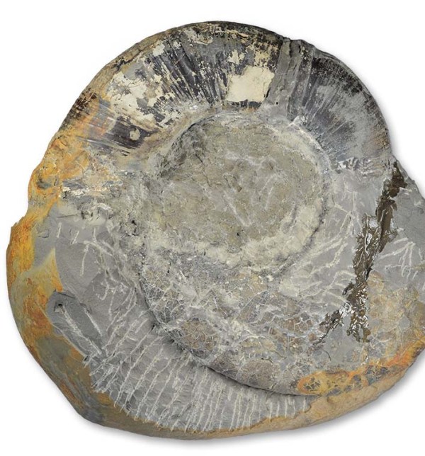 Lytoceras, no inner whorl :(