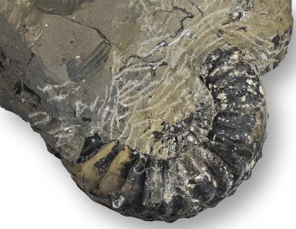 Pleuroceras, whorl stops :(