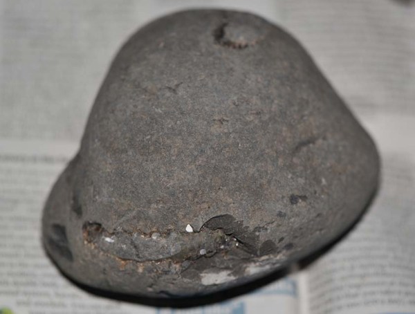 Peronoceras turriculatum, as found