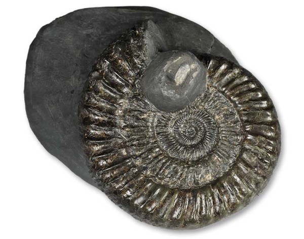 Peronoceras turriculatum, 7.5 cm, with aptychus