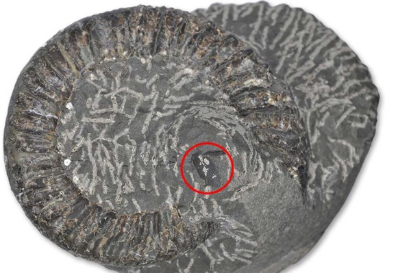 Peronoceras turriculatum, during preparation