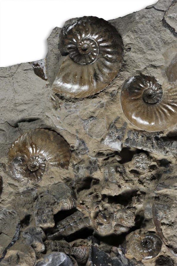 Balanocrinus gracilis, ossicles with juvenile Amaltheus (1 cm diameter) ammonites