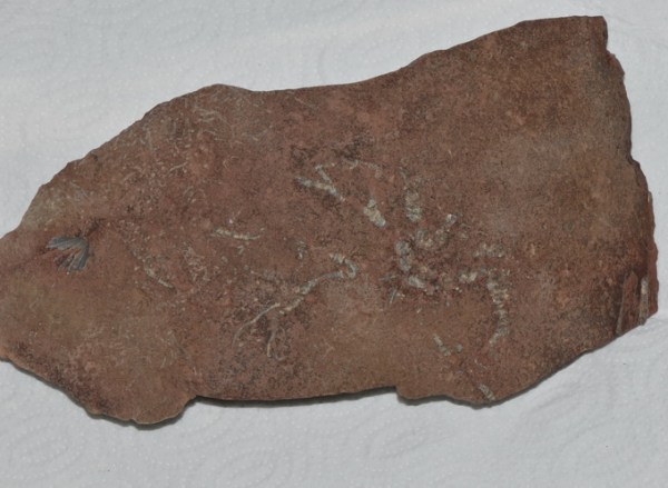 Eocomatula interbrachiatus as found, width = 24 cm