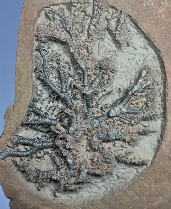 Eocomatula interbrachiatus prepared, height of detail = 12 cm