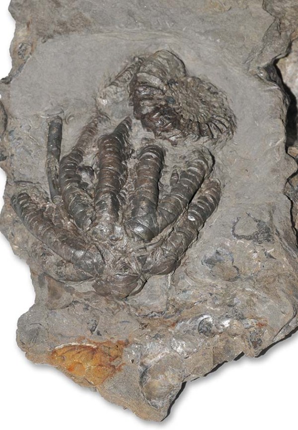 Eocomatula interbrachiatus with Oistoceras ammonite