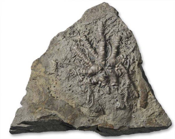 Eocomatula interbrachiatus, width = 13 cm