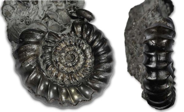 Gagaticeras exortum, 3 cm, with keel with