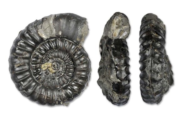 Gagaticeras finitimum, 3.7 cm, with aperture & keel view