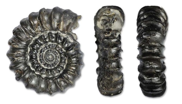 Gagaticeras gagateum, 3.5 cm, with aperture & keel view