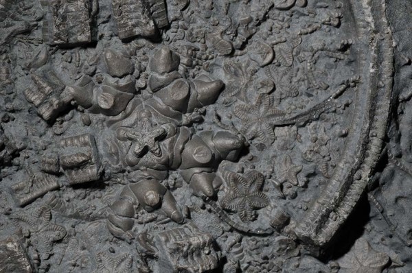 Hispidocrinus scalaris, showing crown from underside, width = 6 cm