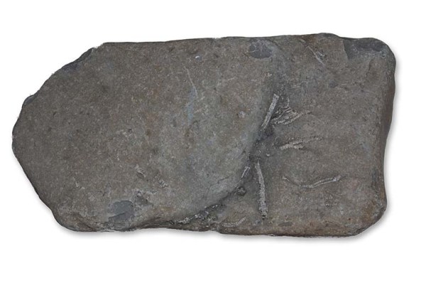 Hispidocrinus scalaris, slab as found, width = 30 cm