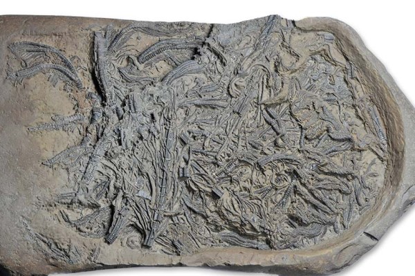 Hispidocrinus scalaris, prepped, width = 22 cm