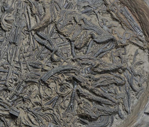 Hispidocrinus scalaris, detail with crown and small brittle stars