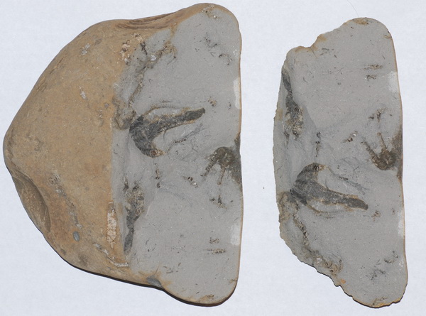 Hispidocrinus scalaris, slab as found, width = 15 cm