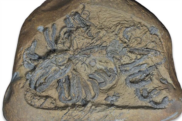 Hispidocrinus scalaris, prepped