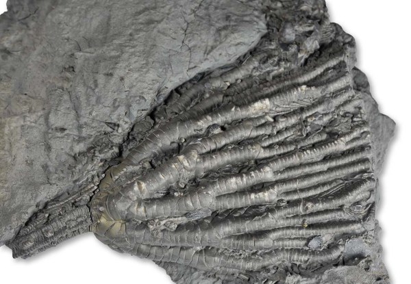 Isocrinus robustus, oxynotum subzone, 9 cm