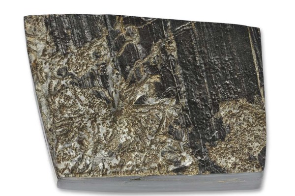 Small juvenile ?Pentacrinites crinoid on jet, width = 6 cm