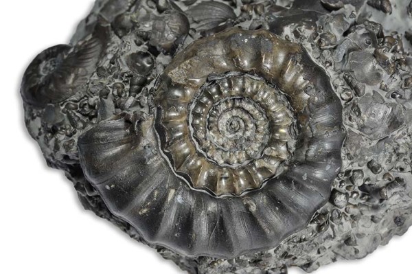 Gagaticeras neglectum, 4 cm