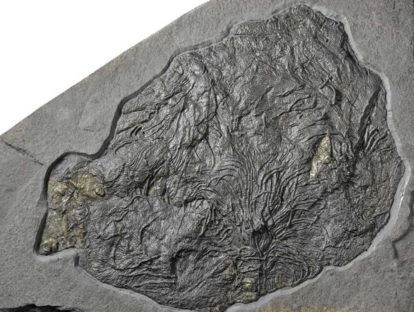 Pentacrinites dichotomus, width of colony 20 cm